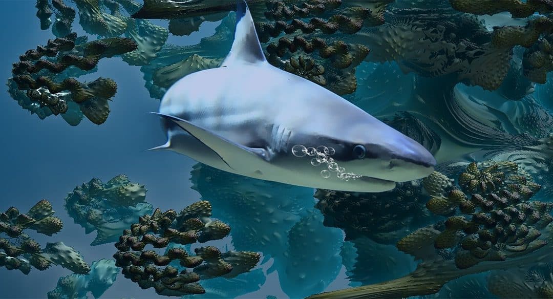 Clever Buoys: Shark-detecting tech to patrol Aussie beaches
